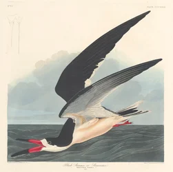 Black Skimmer, 1836